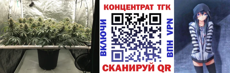 ТГК концентрат  Купить  Салаир 
